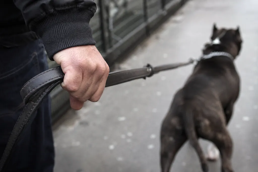 Main d'homme tenant fermement une laisse en cuir tendue, le chien musclé légèrement flou au bout