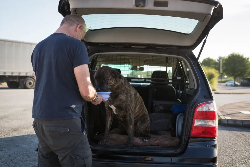 Un chien installé dans le coffre aménagé d'un break sur une aire d'autoroute, son maître lui donnant à boire